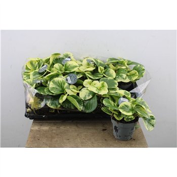 Peperomia obtusifolia obtipan bicolor Green Gold 30cm 12cm Q3605