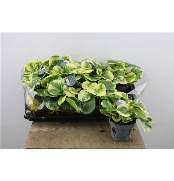 Peperomia obtusifolia obtipan bicolor Green Gold 30cm 12cm Q3605