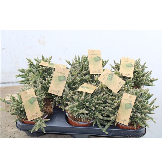 Rhipsalis baccifera subsp  horrida Horrida 17cm 10.5cm Q4302