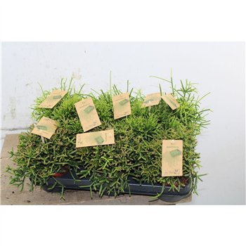 Rhipsalis mix 15cm 10.5cm Q4305