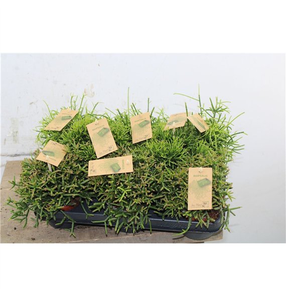Rhipsalis mix 15cm 10.5cm Q4305