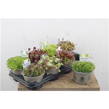 Sempervivum mix Mix 14cm 5cm 14cm Q4700