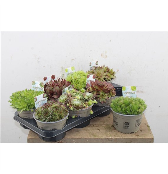 Sempervivum mix Mix 14cm 5cm 14cm Q4700