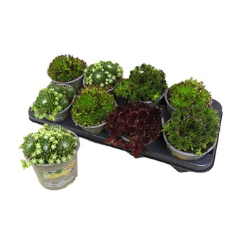 Sempervivum mix 16cm 13cm Q4701