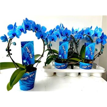 Orhideja Phalaenopsis Modra na loku 45cm fi12 cm QZ8