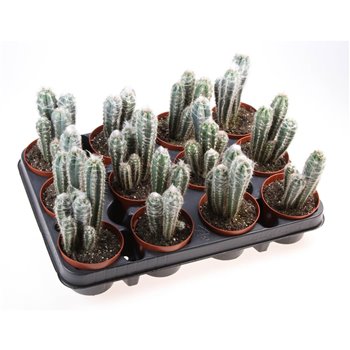 Kaktus Kaktus pilosocereus glaucescens 15 cm fi8.5 cm Q811