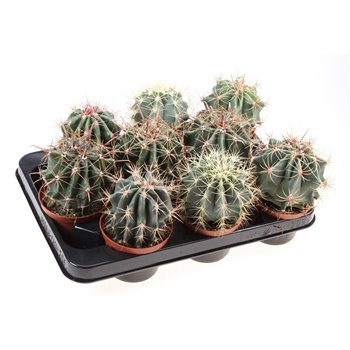Kaktus Ferocactus mix 15 cm fi10.5 cm Q836
