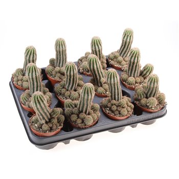 Kaktus Chamaelobivia paolina 15 cm fi8.5 cm Q841