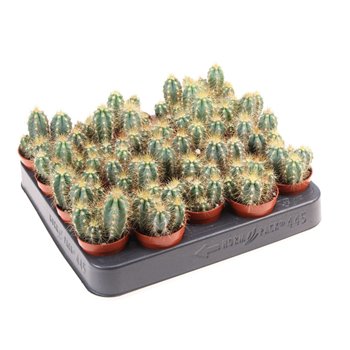 Kaktus pilosocereus azureus 8 cm fi5.5 cm Q845