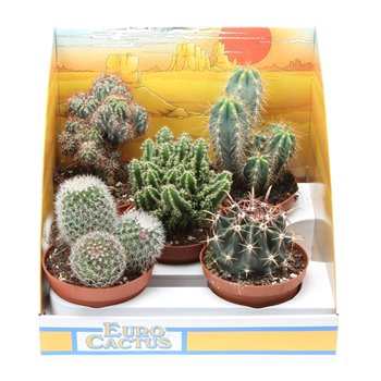 Kaktus mix pv10001 15 cm fi10.5 cm Q851