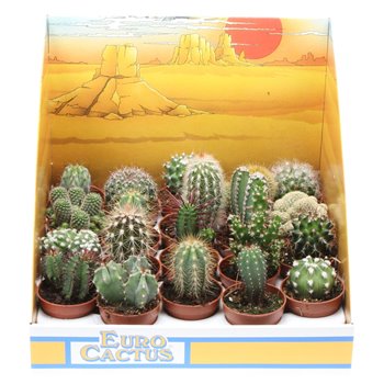 Kaktus mix in showbox 8 cm fi5.5 cm Q858