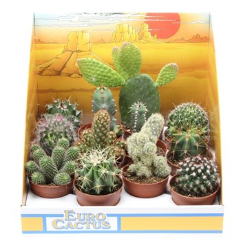 Kaktus mix in showbox 10 cm fi6.5 cm Q859