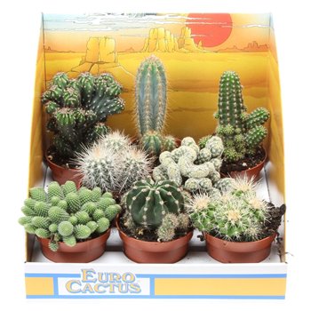 Kaktus mix in showbox 10 cm fi8.5 cm Q860