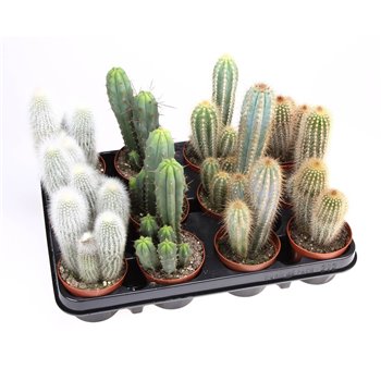 Kaktus zuil mix ca8009 15 cm fi8.5 cm Q865