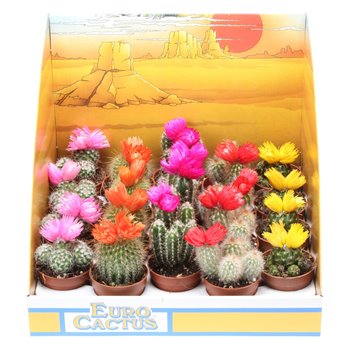 Kaktus mix Strobloem in showbox 8 cm fi5.5 cm Q868