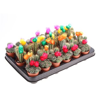 Kaktus versierd strobloem mix 8 cm fi5.5 cm Q877