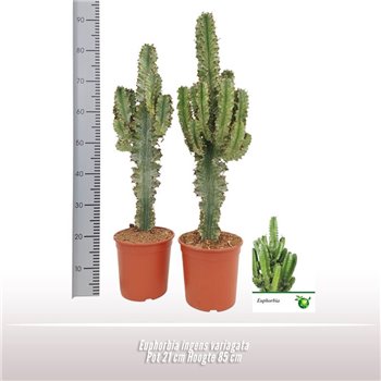 Euphorbia ingens Variagata 85 cm fi21 cm Q1158