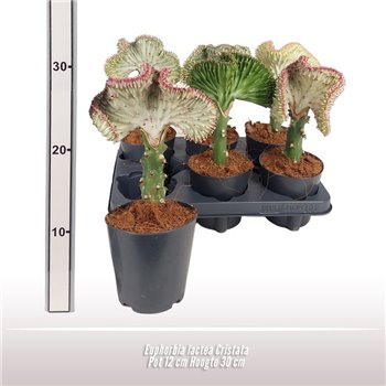 Euphorbia lactea cristata 30 cm fi12 cm Q1160