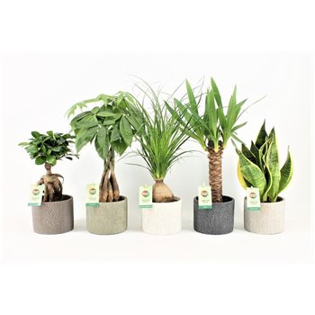 Plants mix easy to care in classic stone 35 cm fi14 cm Q1185