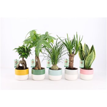 Plants mix easy to care in two tone ceramic 35 cm fi13 cm Q1187