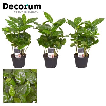 Coffea arabica decorum 15 cm fi7 cm Q1324