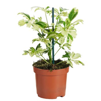 Schefflera arboricola janine 20 cm fi9 cm Q2968