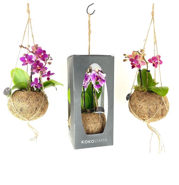 Orhideja Phalaenopsis mini Gift Package Orchid 2 stems 28 cm fi12 cm Q3290