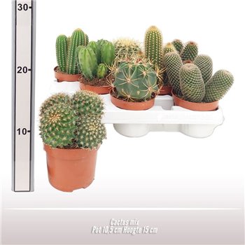 Kaktus mix 15 cm fi10.5 cm Q4056