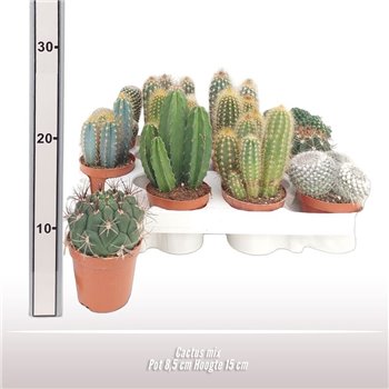 Kaktus mix 15 cm fi8.5 cm Q4057